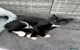 Mixed Breed cats for sale: Mix breed kittens  - Image 5