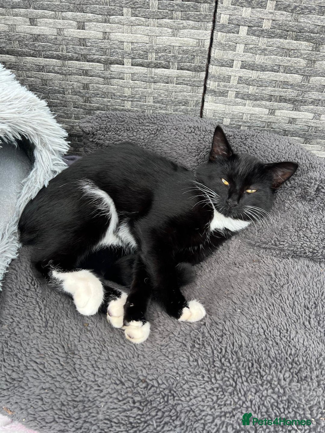 Mixed Breed cats for sale: Mix breed kittens  - Image 5