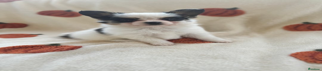 Papillon Puppy 1
