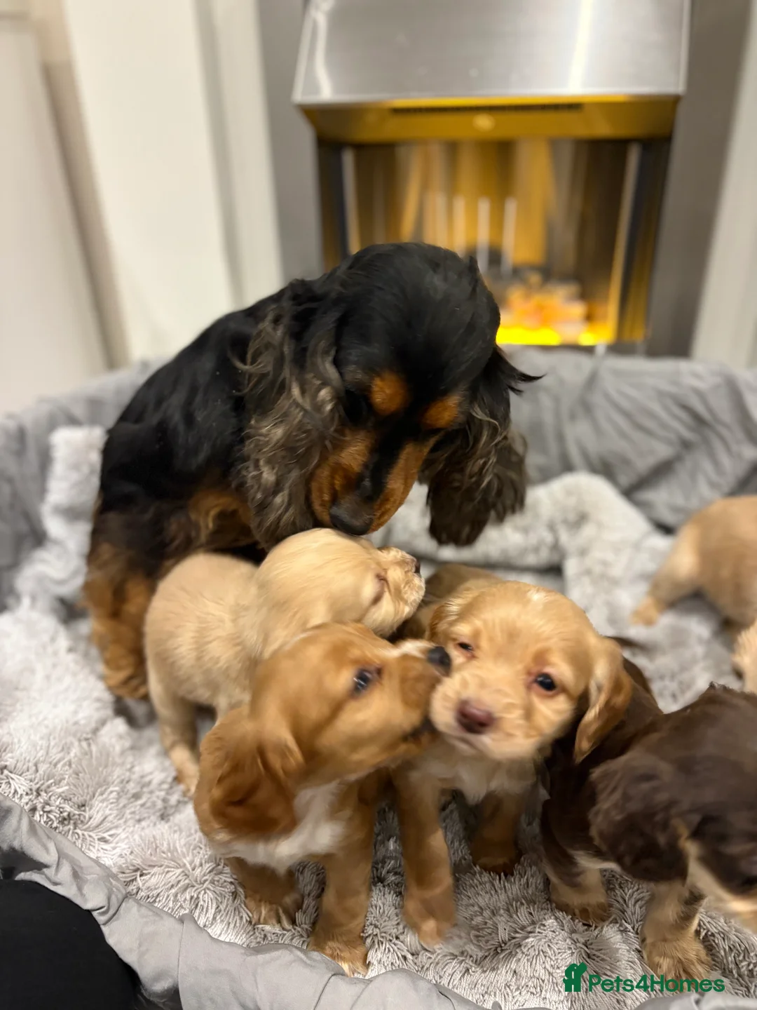 Cockapoo dogs for sale: F1 cockapoo - Advert 12