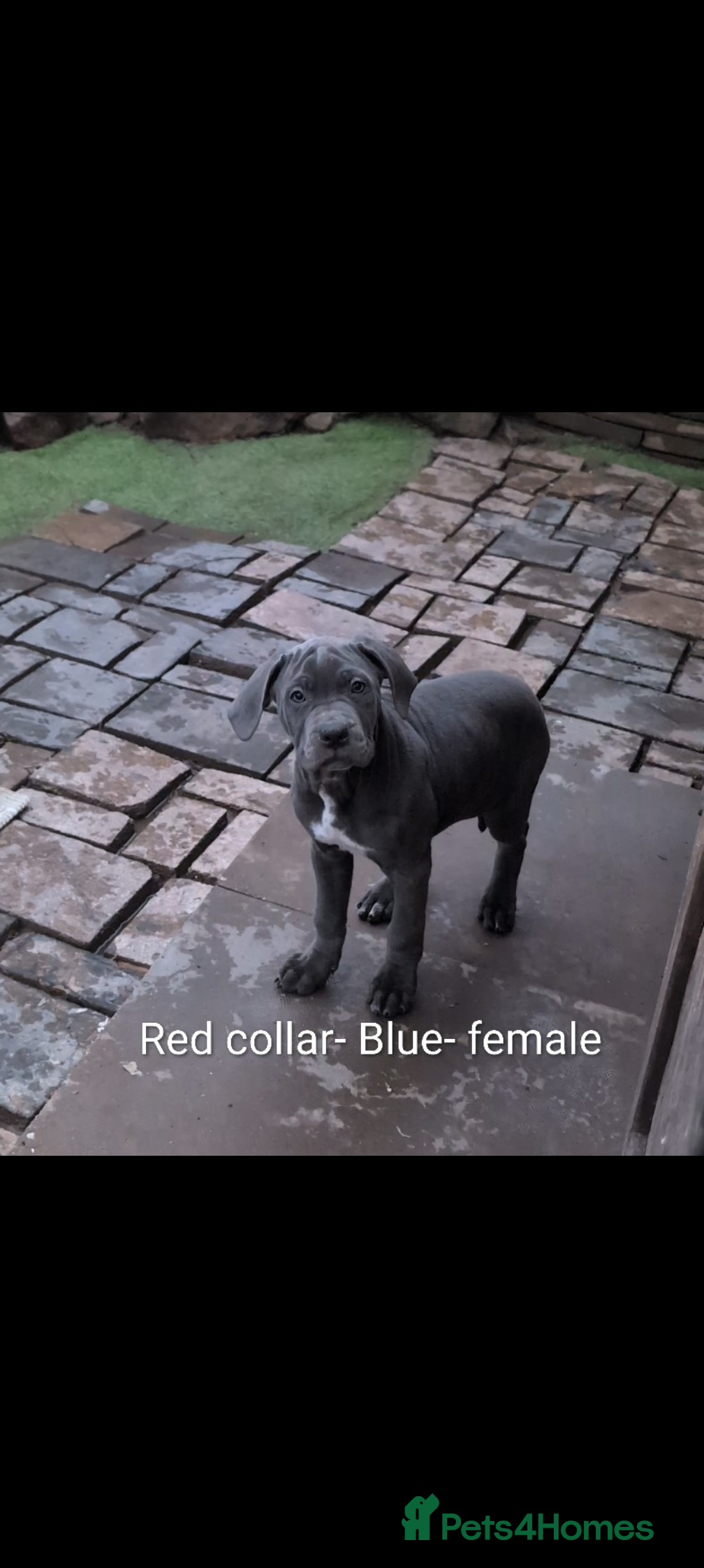 Cane Corso dogs Cane corso puppies  - Advert 11