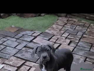 Cane Corso dogs Cane corso puppies - Advert 11