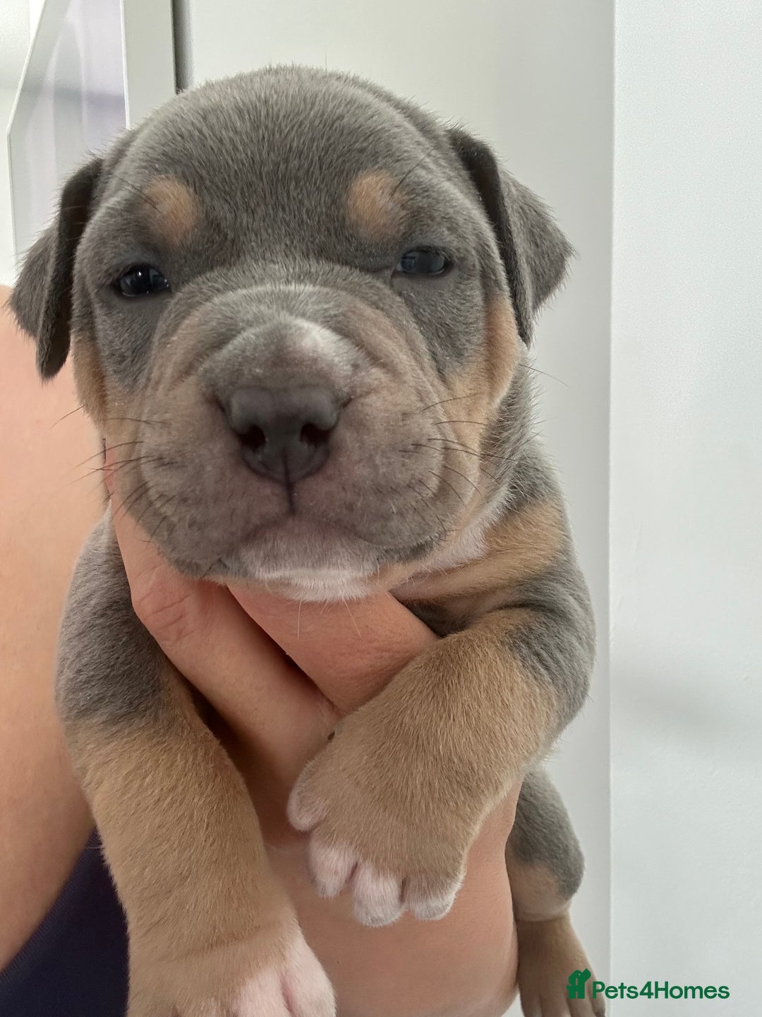 American Bully dogs for sale: Pocket Bullies ( not banned breed) - Image 6