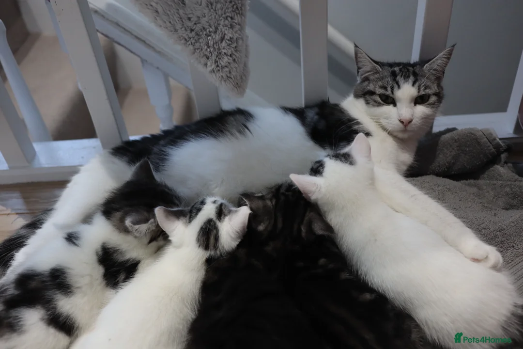 Mixed Breed cats for sale: Litter of 5 Kittens, 11 Weeks Old - Advert 2