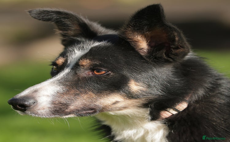 Border Collie dogs Gorgeous Male Border Collie - Advert 1