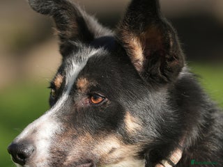 Border Collie dogs Gorgeous Male Border Collie - Advert 5