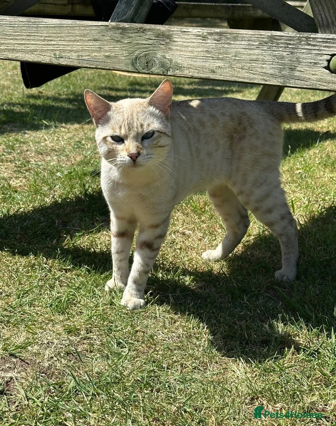 Bengal cats for sale: Stunning Snow Bengal Kittens – Blue Eyes 💙 - Advert 13