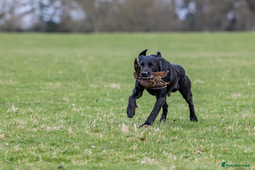 Labrador Retriever dogs for stud: 0/0 HIP & ELBOWS FULLY HEALTH TESTED BLACK STUD in Malton - Advert 14
