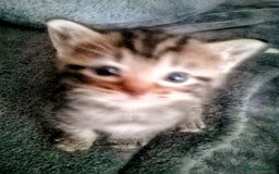 Mixed Breed cats for sale: Bengal mix - Image 8