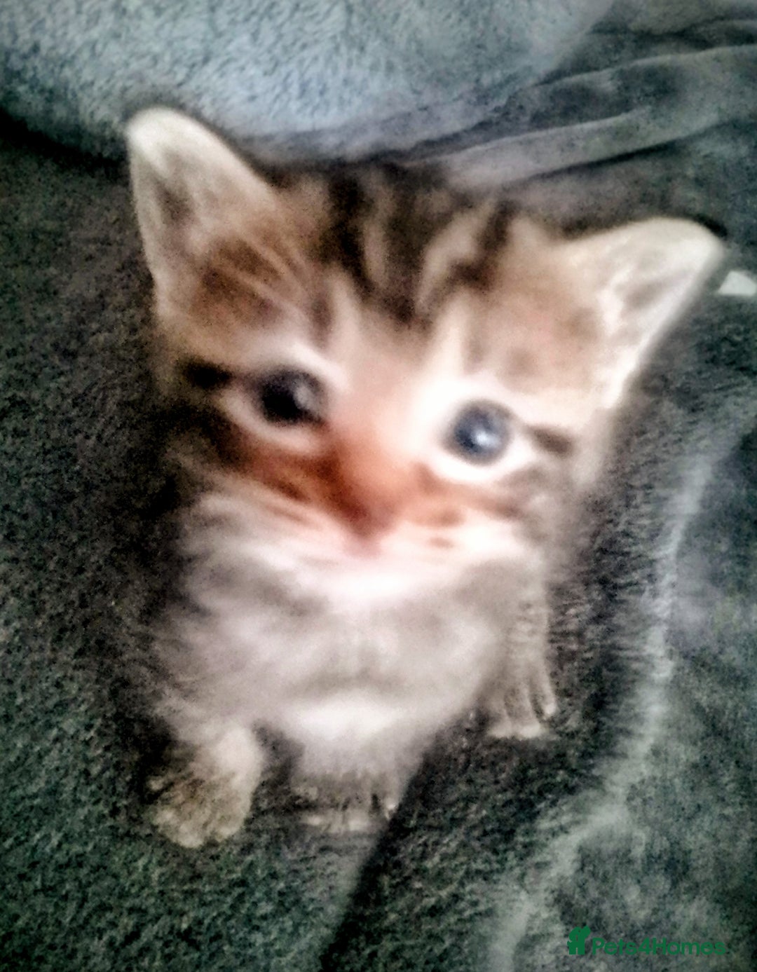 Mixed Breed cats for sale: Bengal mix - Image 8