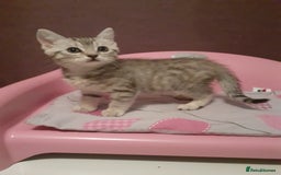 Mixed Breed cats for sale: 2x Vaccinated Kittens  - Image 5