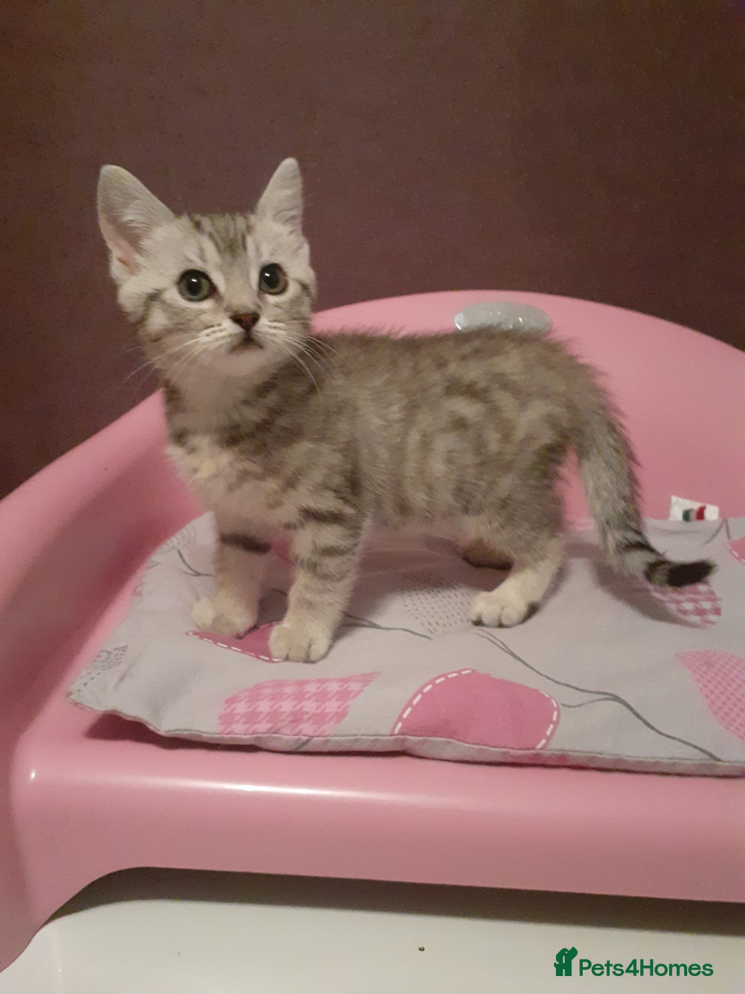 Mixed Breed cats for sale: 2x Vaccinated Kittens  - Image 5