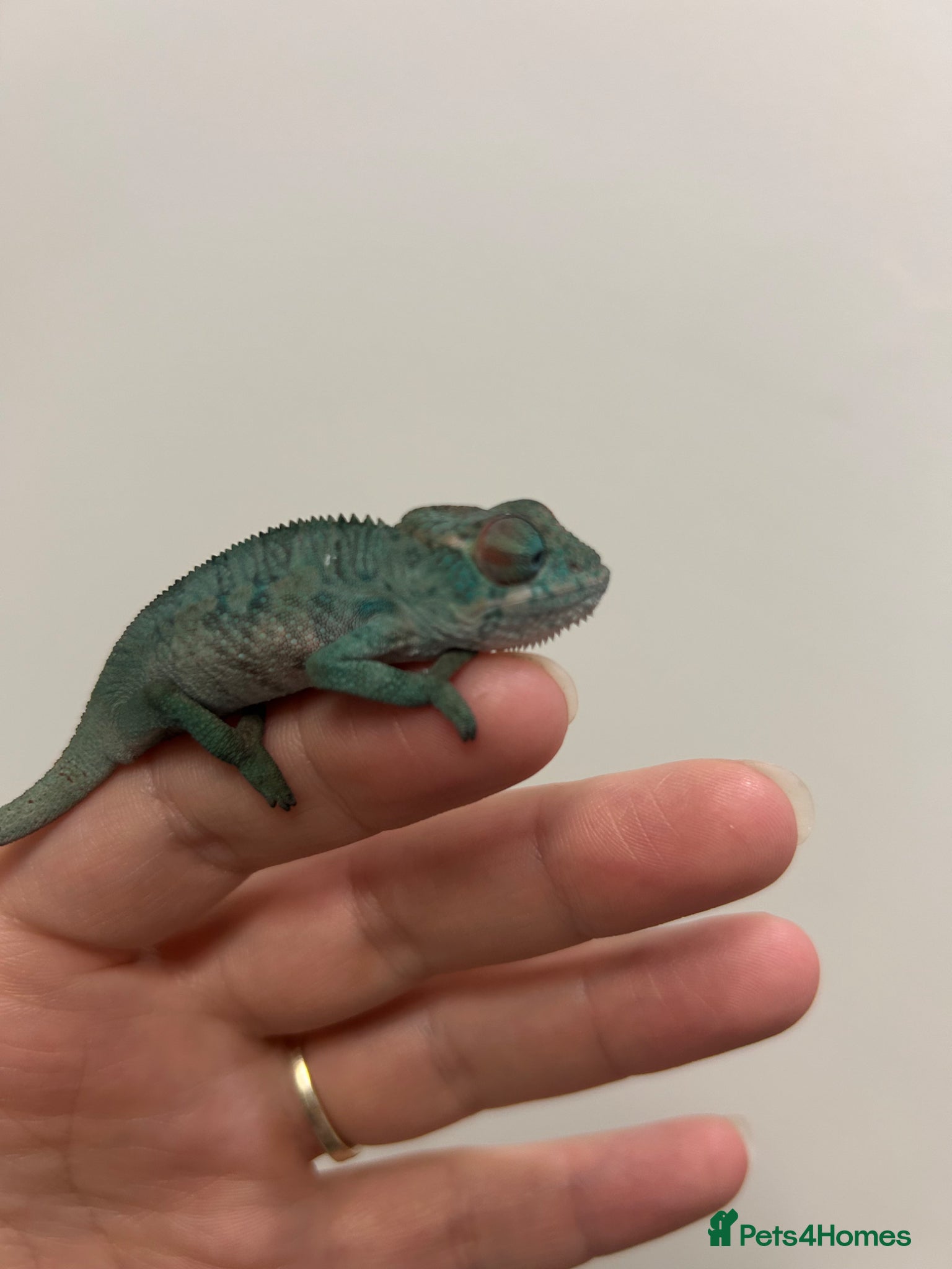 Chameleon reptiles Blue Ambanja Panther Chameleons  - Advert 1