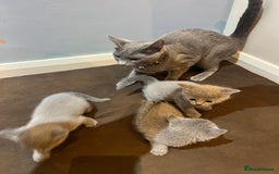 Russian Blue cats for sale: Adorable Russian blue kitten champion bloodline - Image 15