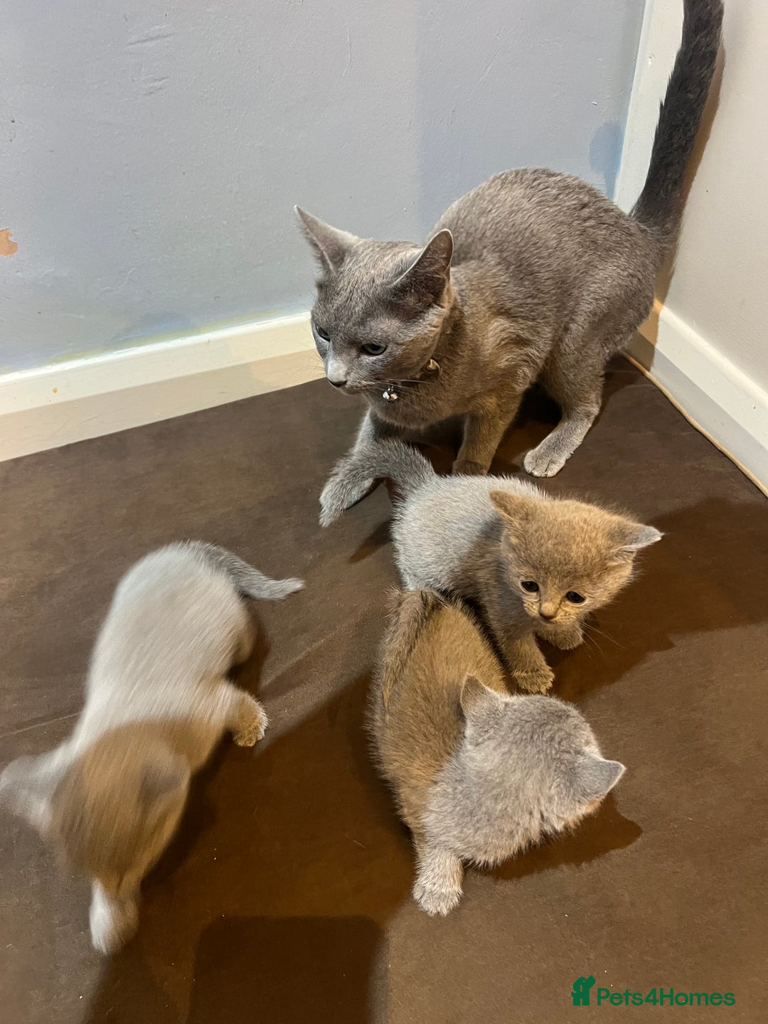 Russian Blue cats for sale: Adorable Russian blue kitten champion bloodline - Image 15