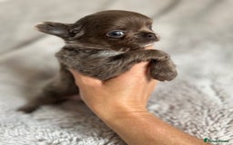 Chihuahua dogs for sale: Stunning Lilac  long coat chihuahua boy KC REG - Image 4