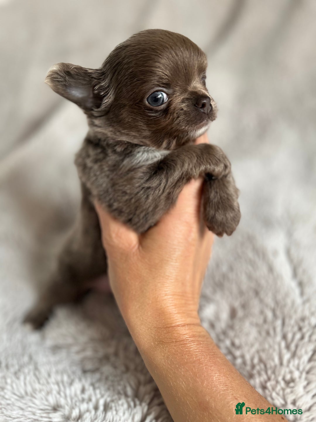 Chihuahua dogs for sale: Stunning Lilac  long coat chihuahua boy KC REG - Image 4