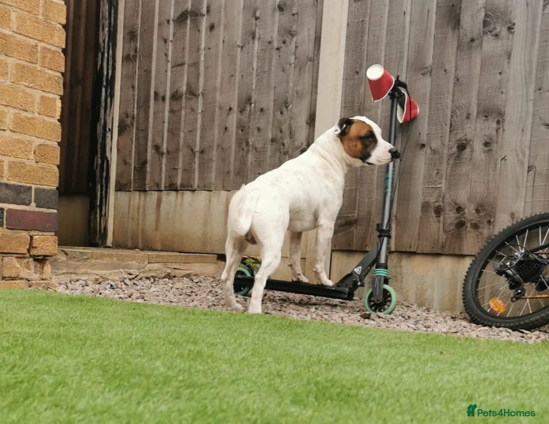Staffordshire Bull Terrier dogs for sale: Bertie Staffordshire bull terrier almost 3 in Nottingham - Advert 2