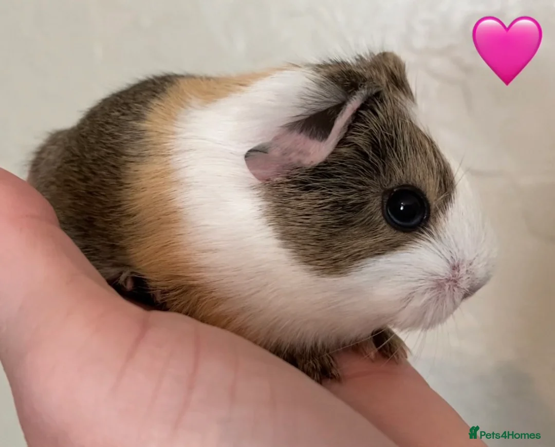 Guinea Pig rodents for sale: Gorgeous baby Guinea pigs - Advert 6
