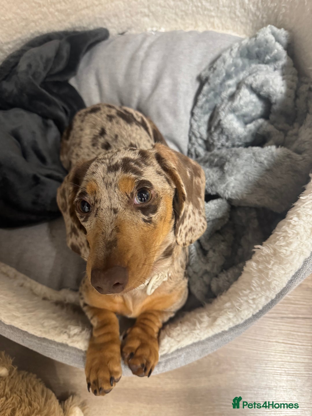 Miniature Dachshund dogs for sale: beautiful dapple miniature daschund girl🤍  - Advert 3