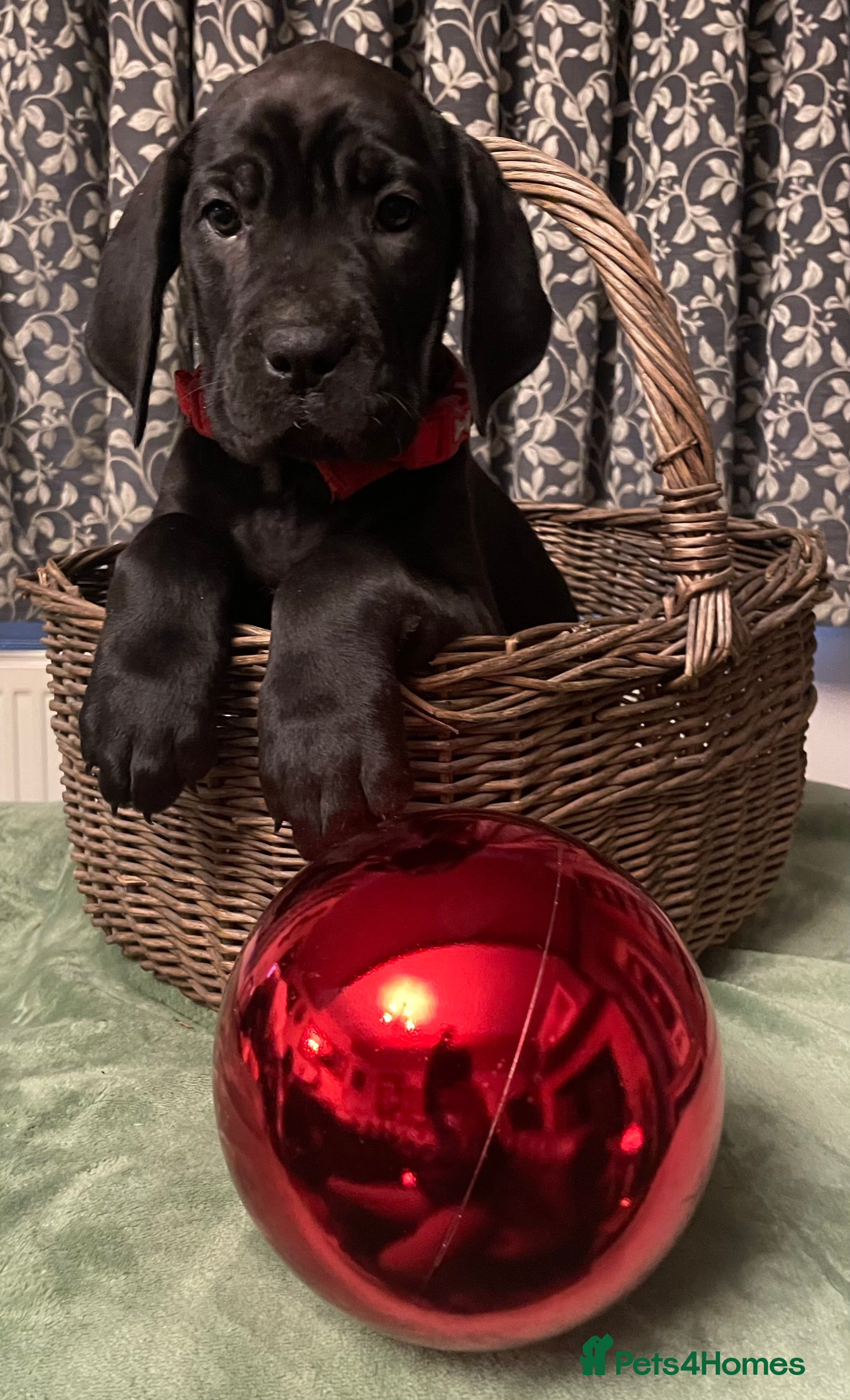 Mixed Breed dogs STUNNING MASTIFF/GREAT DANE PUPPIES - Advert 16