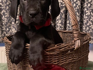 Mixed Breed dogs STUNNING MASTIFF/GREAT DANE PUPPIES - Advert 15