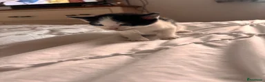 White and black markings male