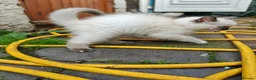 Ragdoll cats for sale: Kittens ready to new home  - Advert 17