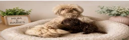 Toy Poodle dogs for sale: Chocolate & Toy Poodle Babies READY NOW - Advert 3