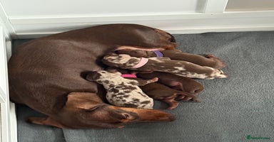 Miniature Dachshund dogs - Advert 16
