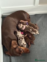 Miniature Dachshund dogs - Advert 9