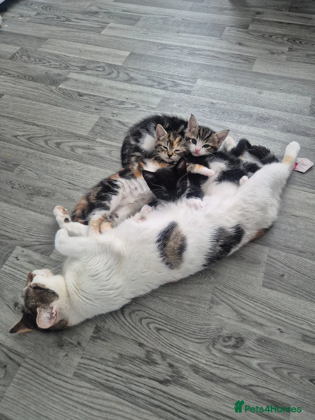 Mixed Breed cats for sale: Cute, Adorable kitten - Advert 13
