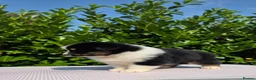 Australian Shepherd dogs for sale: Ready to leave Australian shepherd available - Advert 11