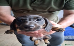 Miniature Dachshund dogs for sale: ..Miniature dachshunds 1 Girl 1BOY READY TO LEAVE  in Ellesmere Port - Image 24