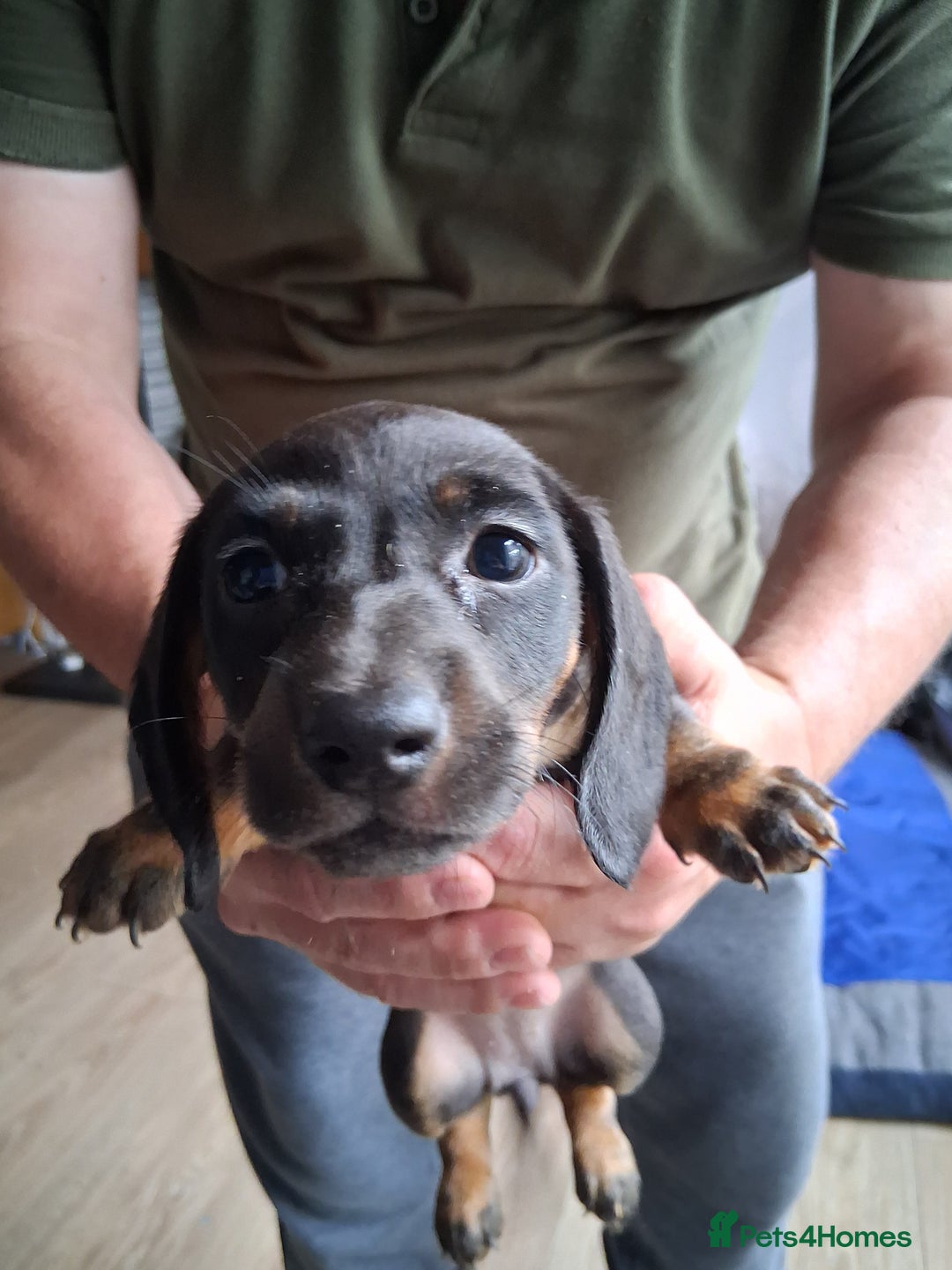 Miniature Dachshund dogs for sale: ..Miniature dachshunds 1 Girl 1BOY READY TO LEAVE  in Ellesmere Port - Image 24