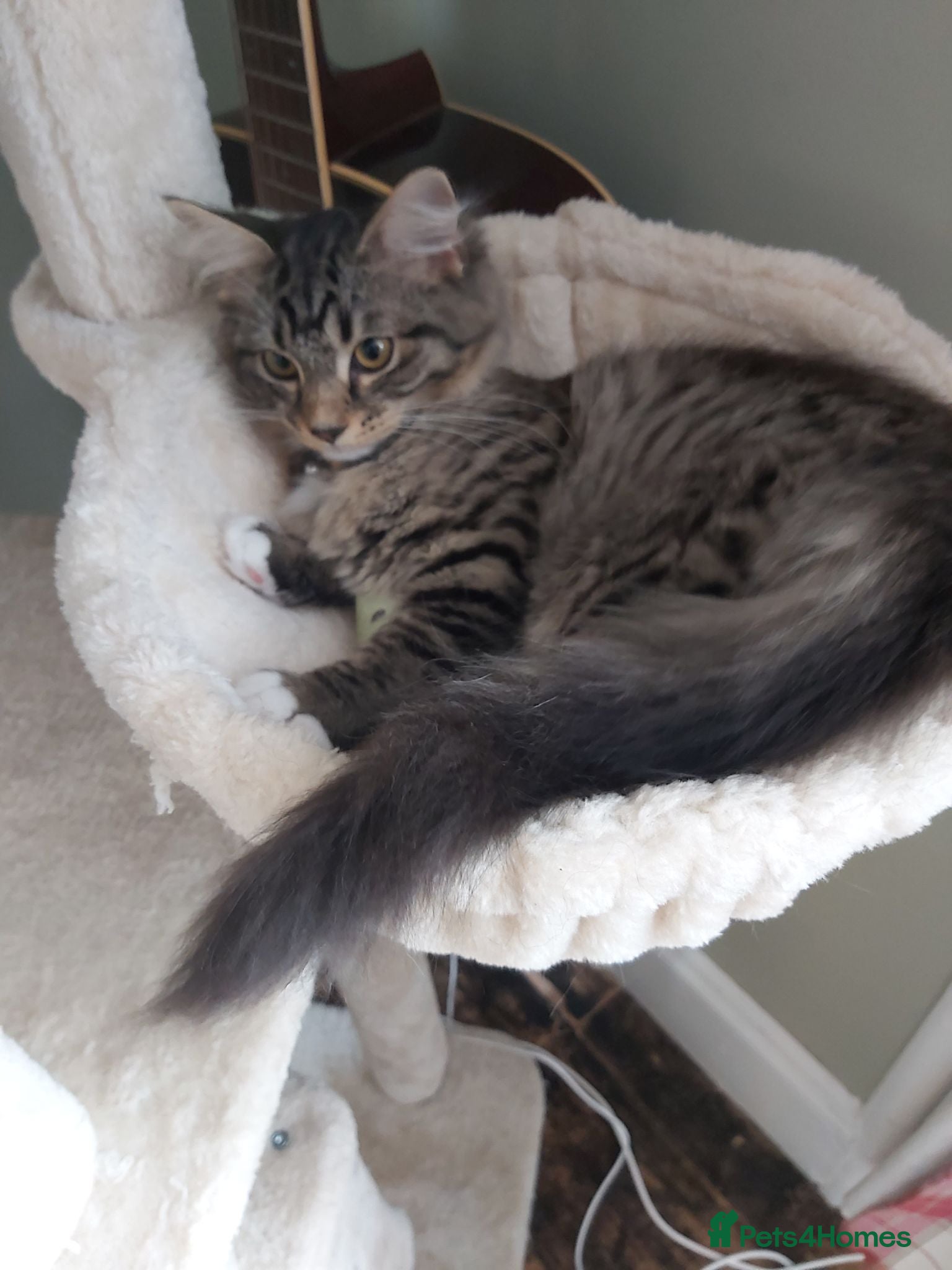 Mixed Breed cats Gorgeous maine coon cross - Advert 7