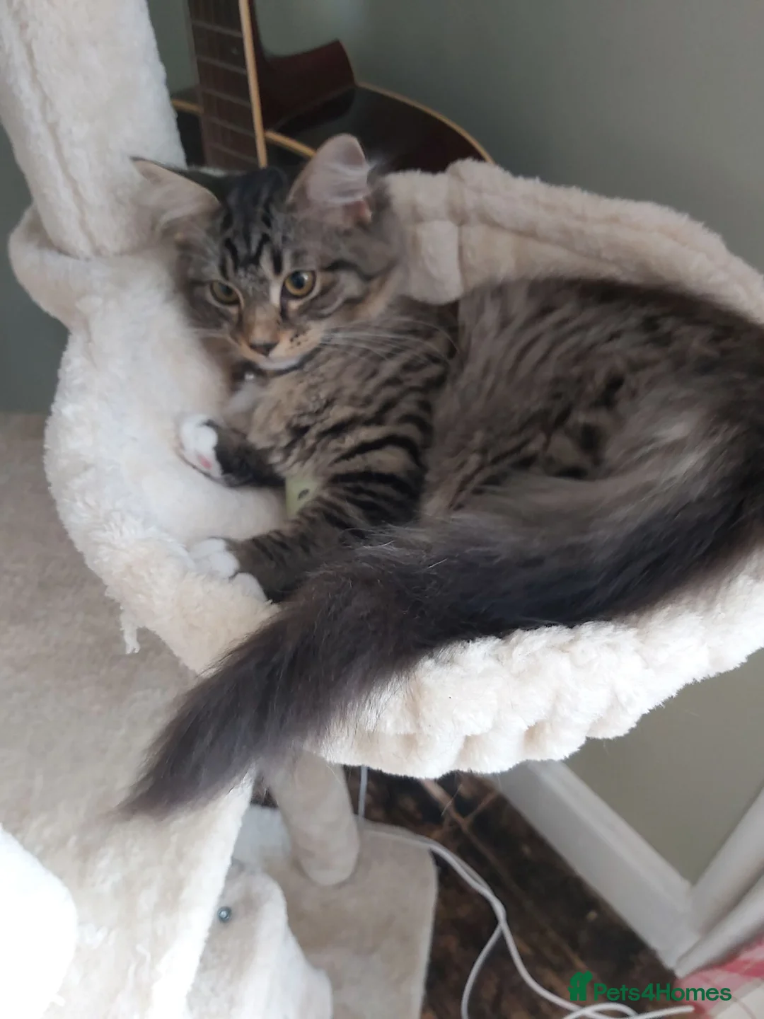 Mixed Breed cats for sale: Gorgeous maine coon cross - Advert 1