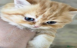 Persian cats for sale: Outstanding Full Persian Kittens for Sale - Image 15