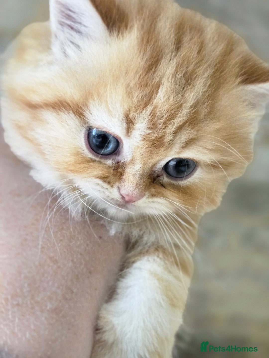 Persian cats for sale: Outstanding Full Persian Kittens for Sale - Image 15