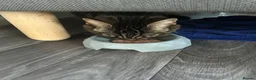 Turkish Angora cats for sale: Two Cats for One Loving Home ! in Birmingham - Advert 14