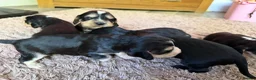 Cocker Spaniel dogs for sale: Show cocker spaniel puppies ready in 3 weeks  - Advert 14