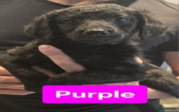 Double Doodle dogs for sale: Adorable Double Doodle puppies from family home - Image 3