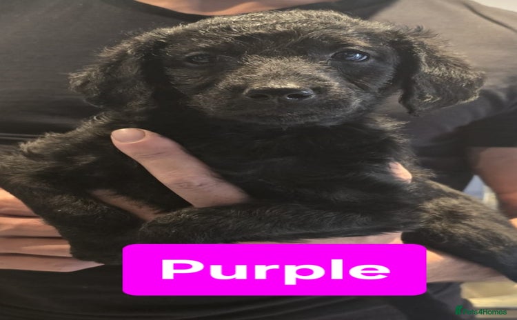 Double Doodle dogs - Advert 1