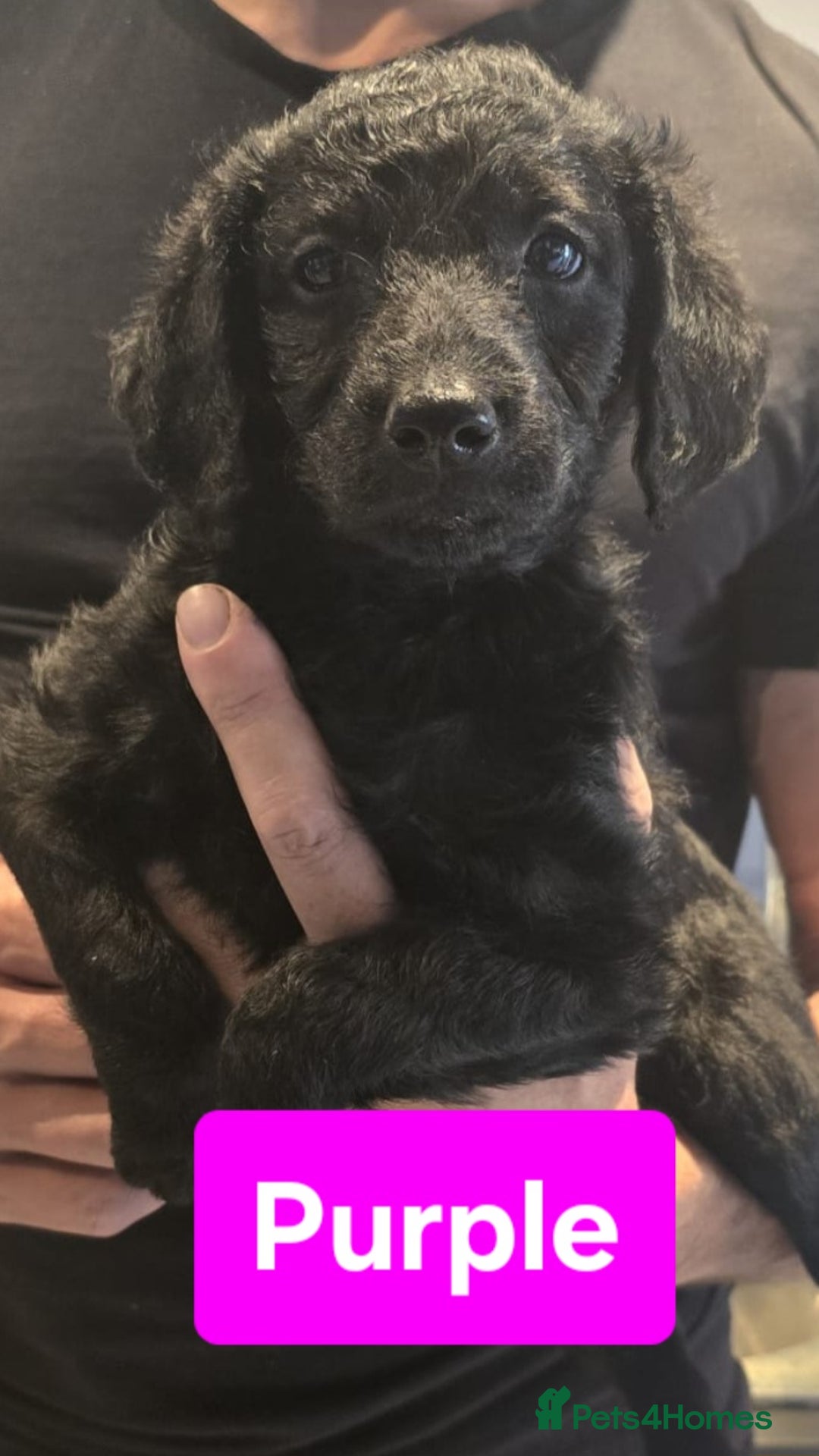 Double Doodle dogs for sale: Adorable Double Doodle puppies from family home - Image 3