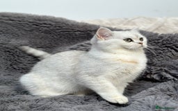 British Shorthair cats for sale: Champions Bloodlines  British and Scottish cats  in Feltham - Image 16
