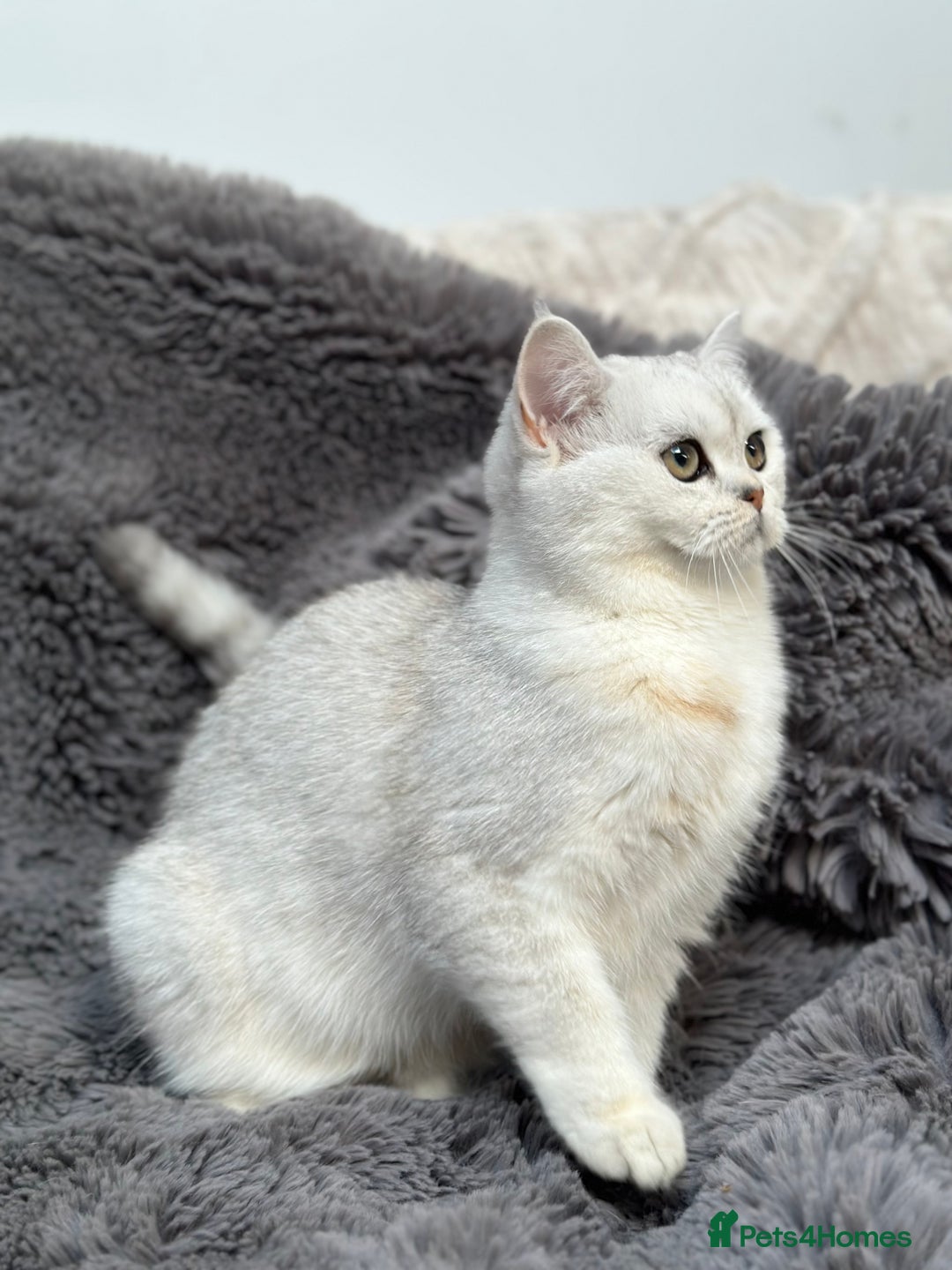 British Shorthair cats for sale: Champions Bloodlines  British and Scottish cats  in Feltham - Image 16