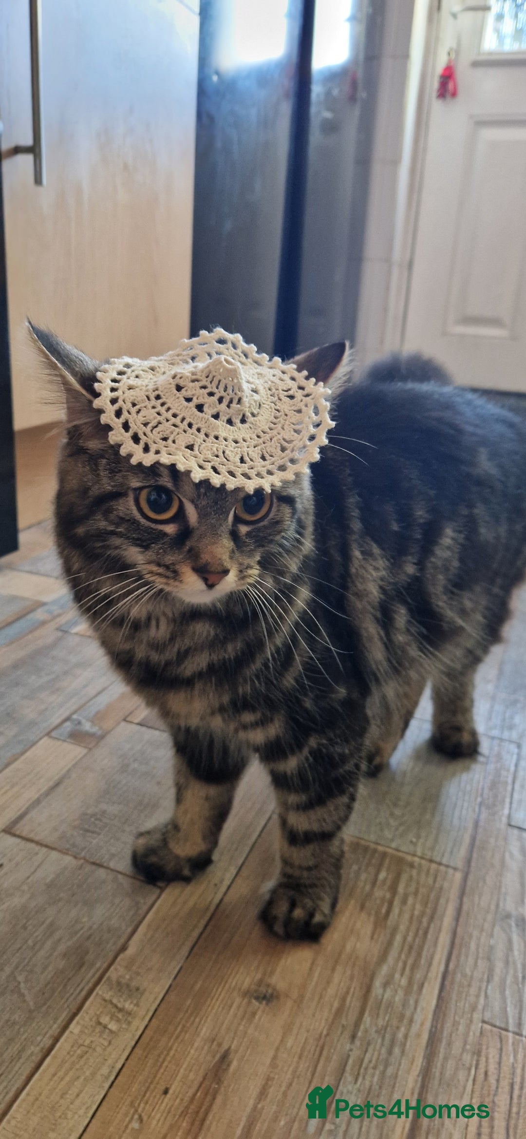 Mixed Breed cats for sale: Beautiful kittens  - Advert 4