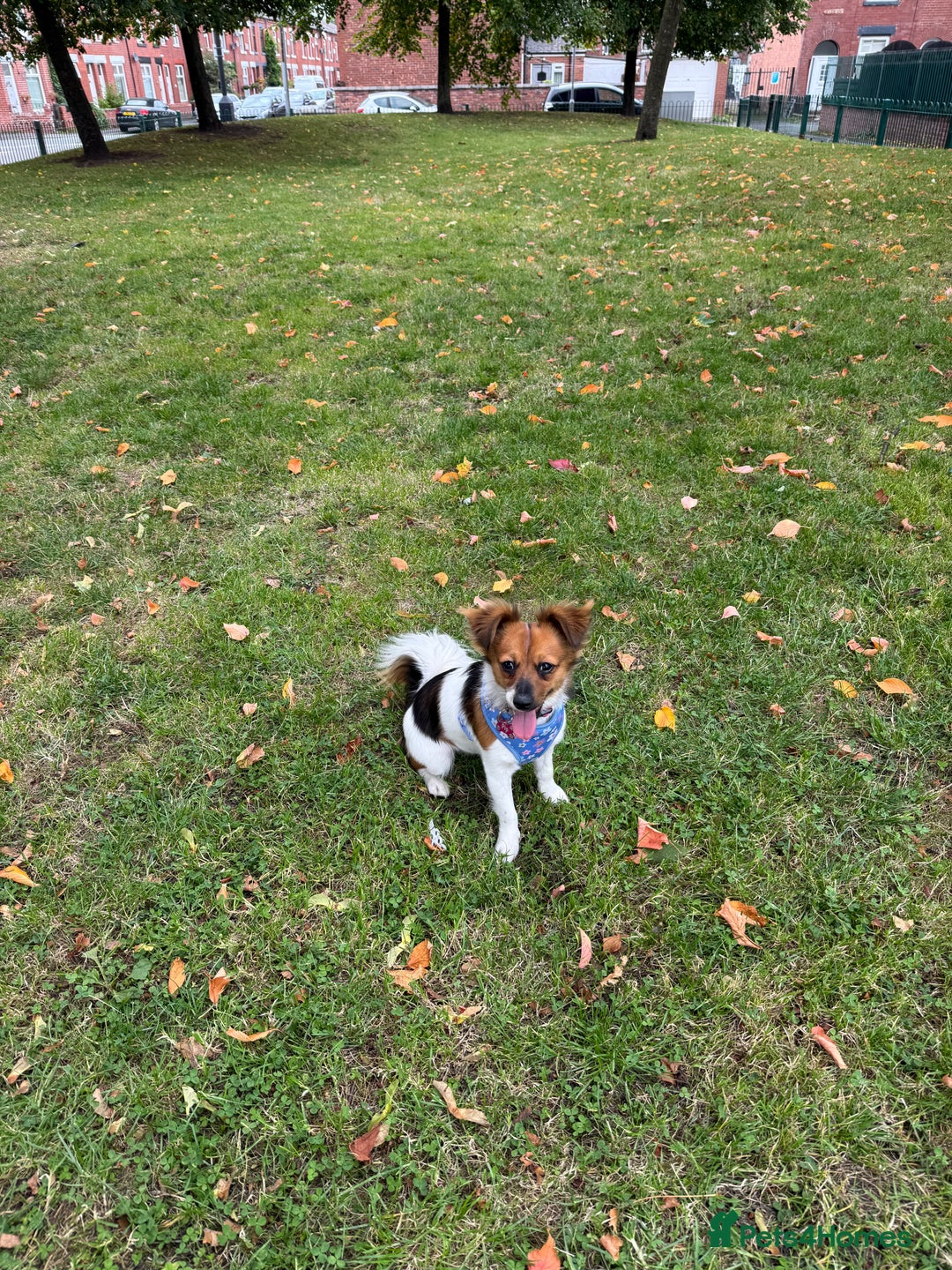 Mixed Breed dogs for sale: Pip - gorgeous 15 month old Pom Jack - Advert 7