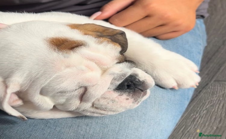 English Bulldog dogs - Advert 6