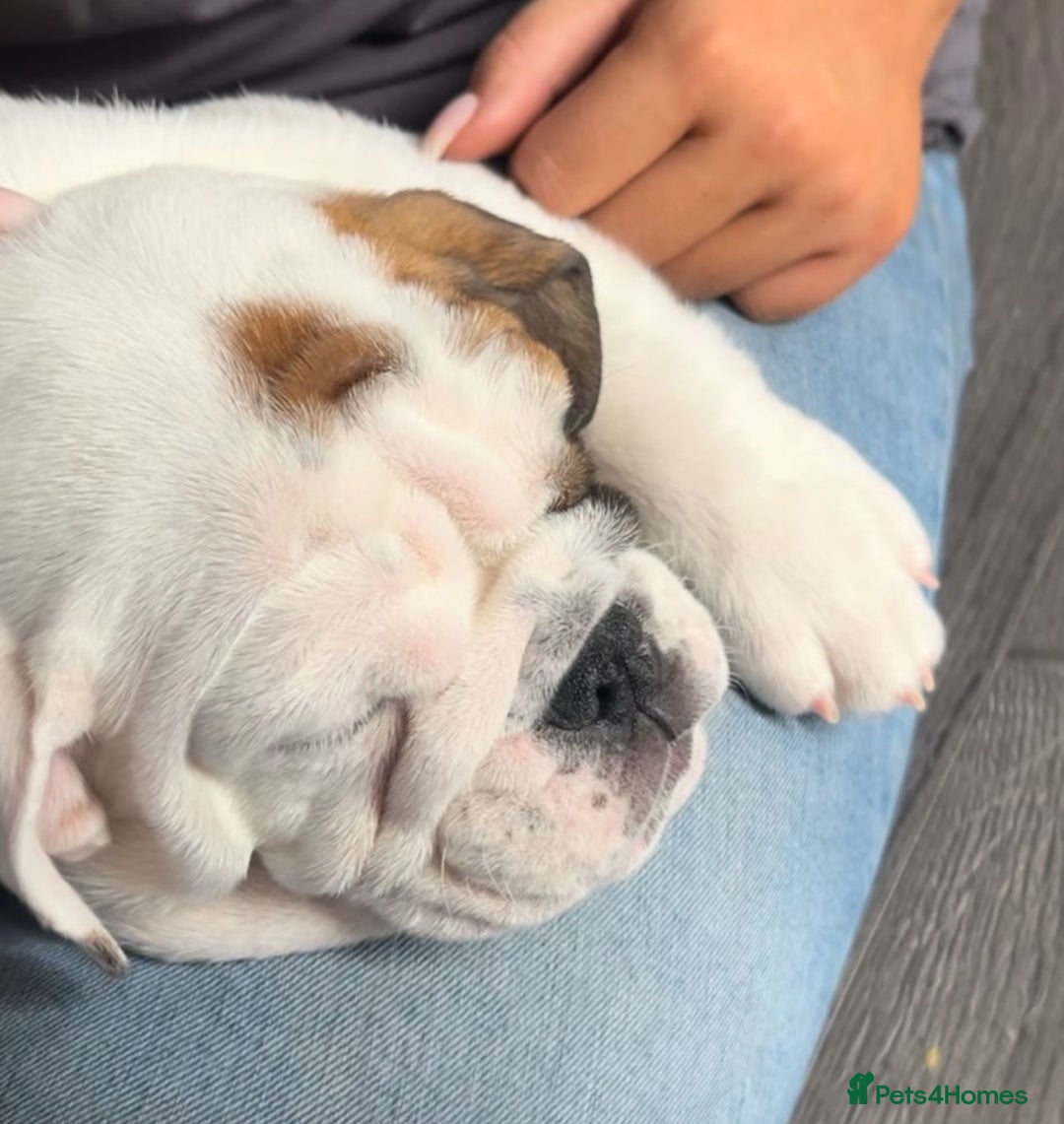 English Bulldog dogs for sale: English bulldog puppies kc reg  - Image 2